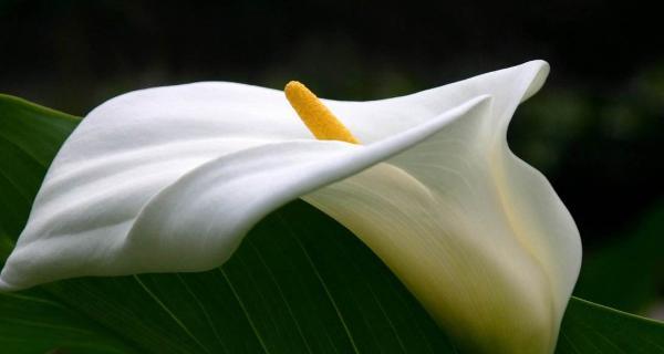 马蹄莲花的美丽与意义（探寻白色马蹄莲的花语与寓意）