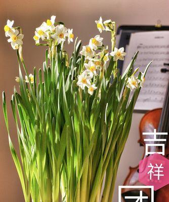 吉祥花语（以表示吉祥的花为主题）