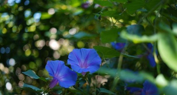 纪念的花花语（以花言巧语）