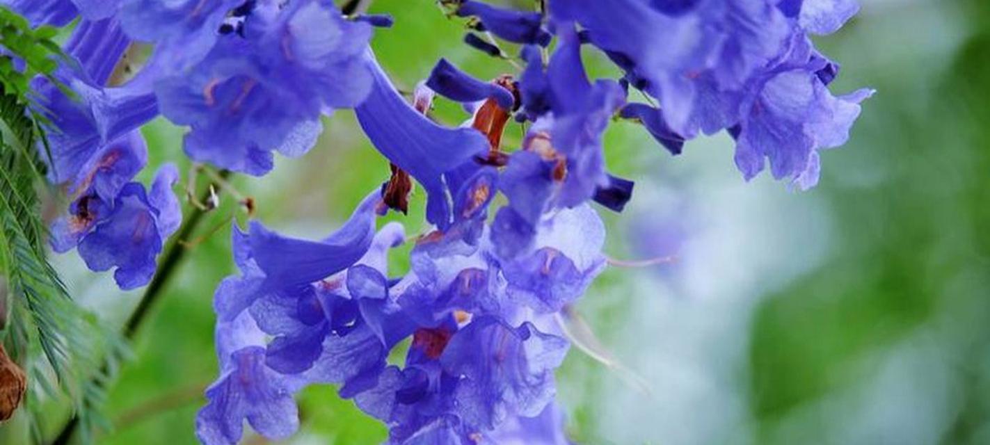 坚韧不拔的花朵（探寻花草世界中的坚韧品质）