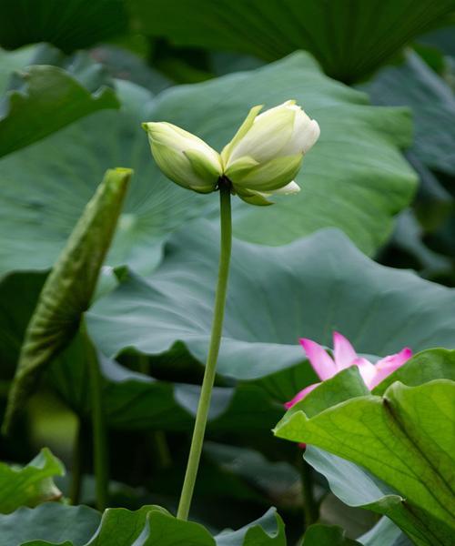 并蹄莲的花语——传递温暖与爱的象征（唤起真挚情感）