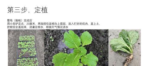 白菜种子发芽的时间及方法（了解白菜种子的发芽过程）