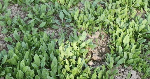 如何种植菠菜种子（从准备到收获）