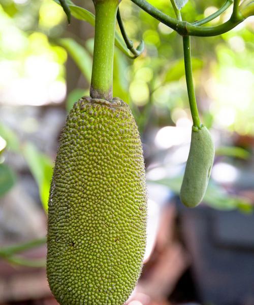 菠萝蜜树几年结果实的种植技巧（从品种选择到栽培管理）