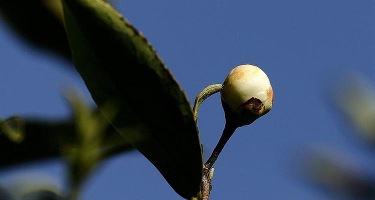 茶花花骨朵的美丽之谜（揭开茶花花骨朵神秘面纱）