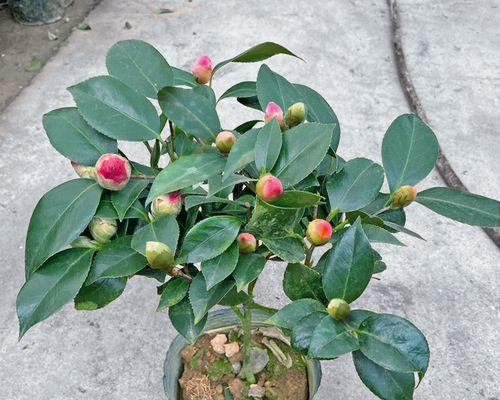 如何在院子里种植茶花（选择适宜的品种）