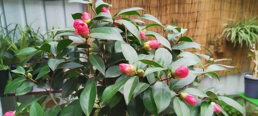 如何合适地更换茶花盆（茶花换盆时间）