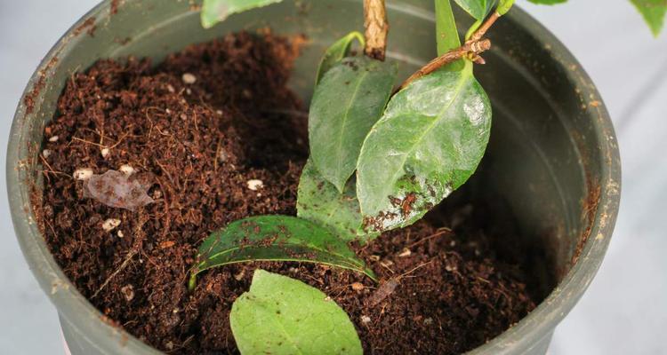 掌握这些土壤知识，让你茶花开得更茂盛（掌握这些土壤知识）