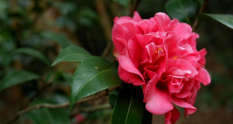 茶花之色——以颜色为主题的茶花介绍（探寻茶花世界的丰富多彩色彩）