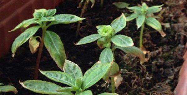 茶花种子的种植方法（从选种到成活）