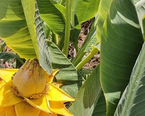 甲醛清除神器——植物大作战（用植物打败室内污染）