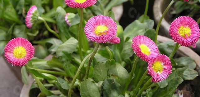 一年几次花开（从春天到秋末）