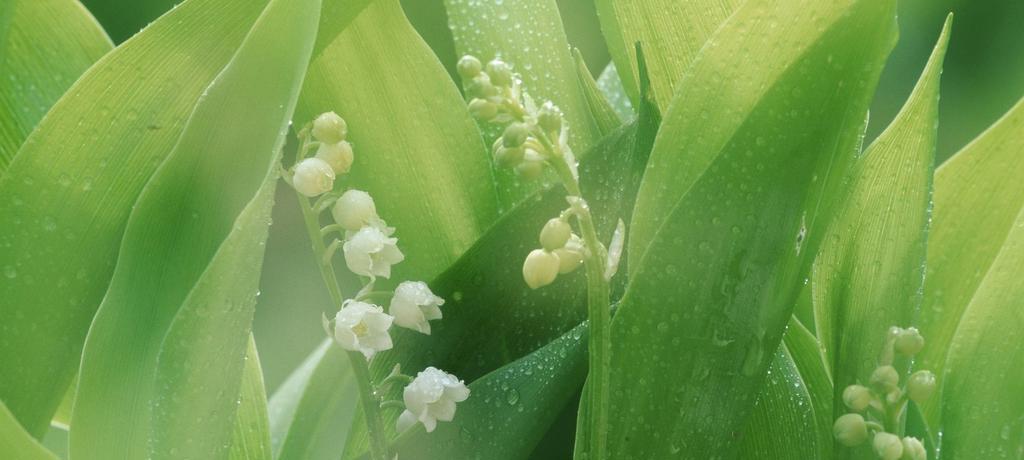 春天的花海——代表春天的植物（探究春天盛开的十大花卉）