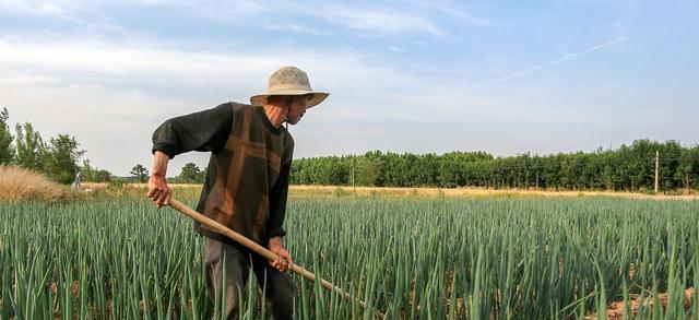 大葱收获时间及栽种技巧（了解大葱生长周期）