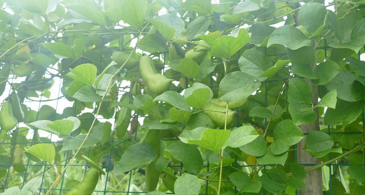 大刀豆种植指南（如何选择种植时间和种植方法）