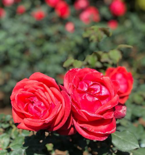 以芙蓉月季花语为主题的浪漫花卉之旅（沉浸在花海中）