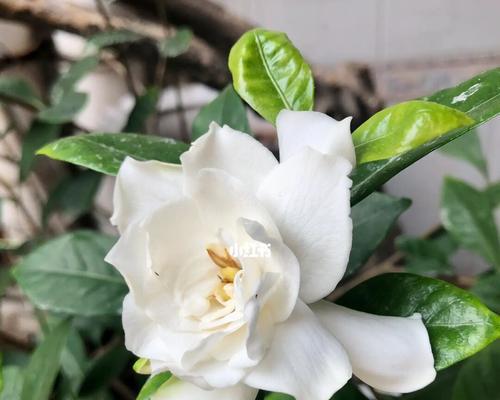 栀子花的花语及其象征意义（传递爱与祝福的花海——栀子花）