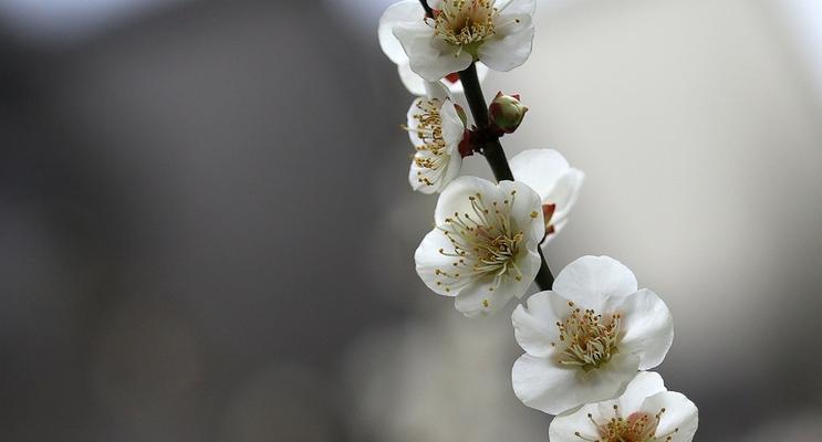 白梅花的花语是什么（探寻白梅花的深层寓意）