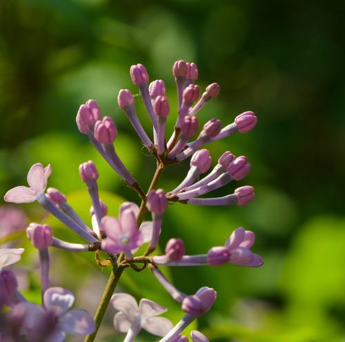 丁香花的象征与意义（丁香花在文化传统中的重要地位）