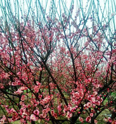 梅花吉祥，幸福如意（以梅花为象征的吉祥文化传承与变革）