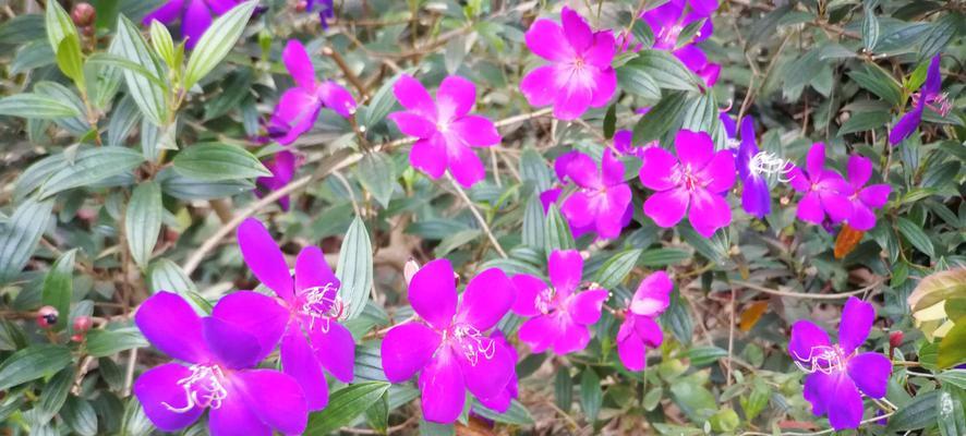 野牡丹花语的深刻意义（探寻以巴西野牡丹的神秘花语）