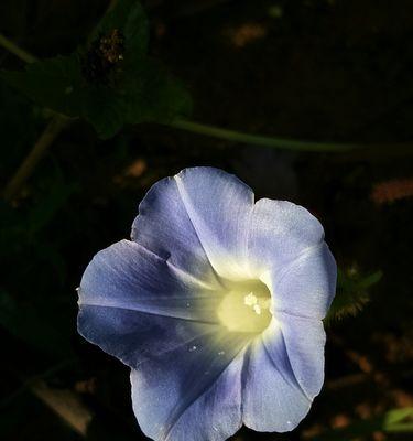 白色牵牛花的花语之美（揭开白色牵牛花背后的深刻含义）