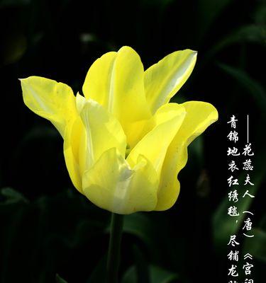 白郁金香花语的意义与传承（白郁金香的纯洁与永恒）