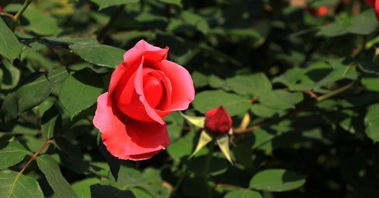 北京夏菊花语（传承中国古老文化）