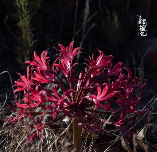 灯台百合花语——灯塔般的希望与坚守（闪耀人生的力量与美丽）