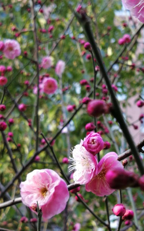 冬日梅花的坚韧与美丽（冰雪中绽放的希望之花）