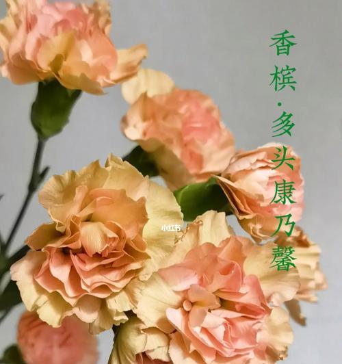 多头康乃馨（康乃馨花朵的多重寓意与意义）