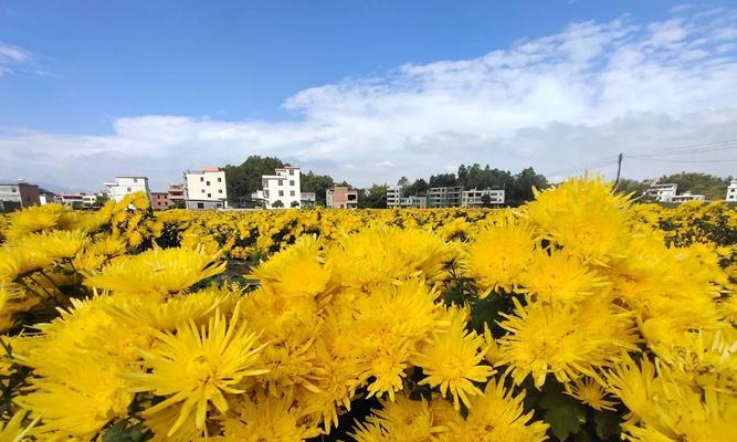 金丝皇菊的种植和应用（适合什么地方种植）