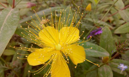 金丝桃的花期和开花次数（一年开几次花）