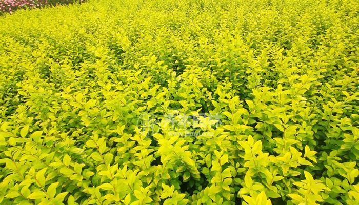 金叶女贞是木本还是草本植物（分析金叶女贞的生长特点和分类特征）