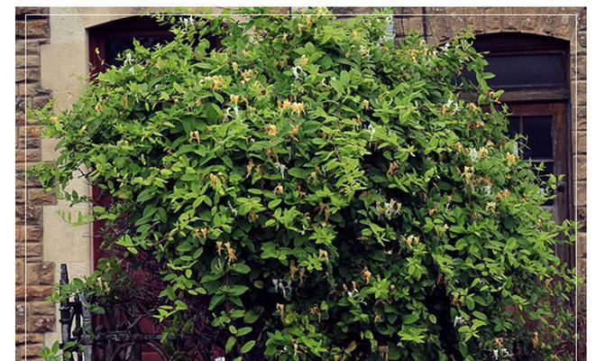 金银花种植指南（院子里也能种植）