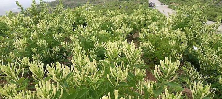 金银花不是常绿植物（金银花的生长习性及特点）