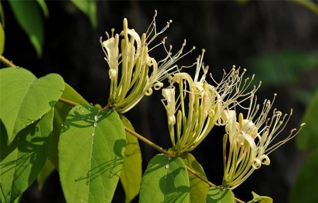 金银花叶子发黄（金银花叶子发黄）