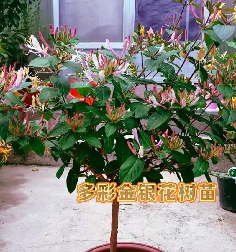 金银花修根全指南（根据不同季节的方法进行修剪）