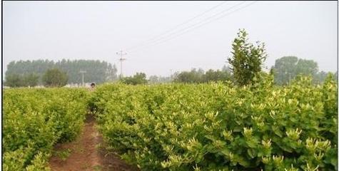 金银花种植间距怎么设置（掌握正确的间距）