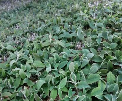 金银花种子种植指南（如何在家中种植金银花）