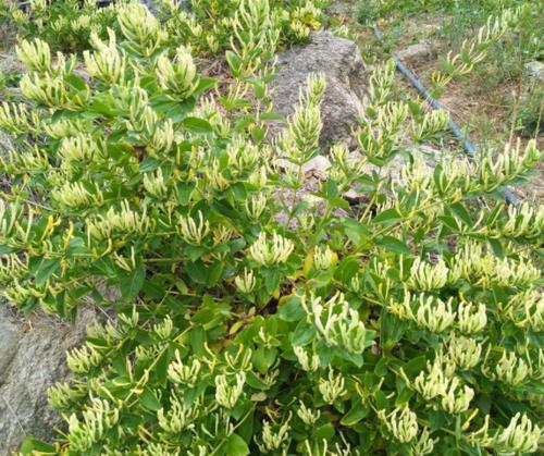 如何种植金银花种子（从选种到出芽）