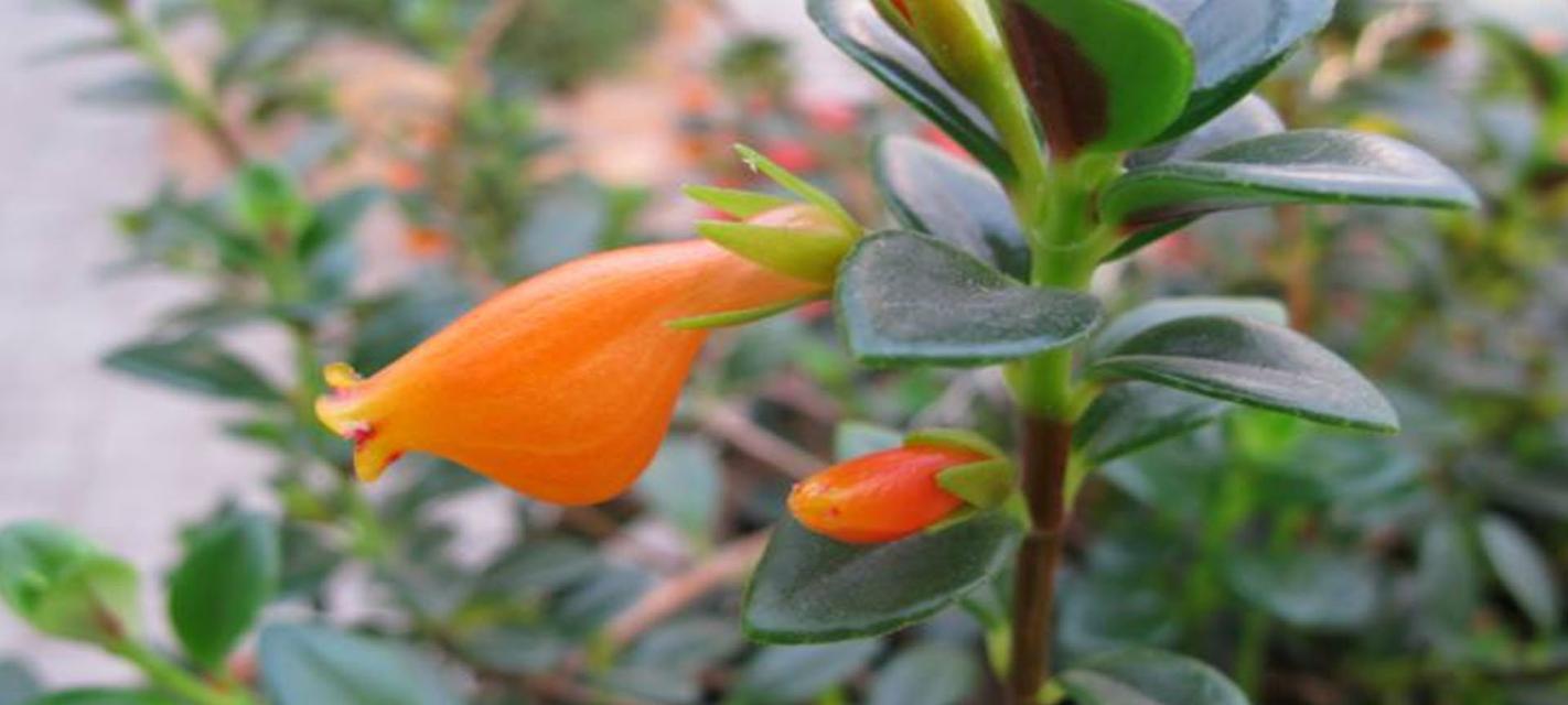 金鱼花叶子发黄（金鱼花叶子黄的原因）