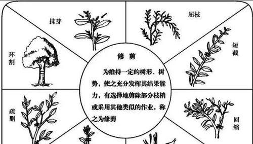 金枝玉叶花的修剪技巧（学会正确的修剪）