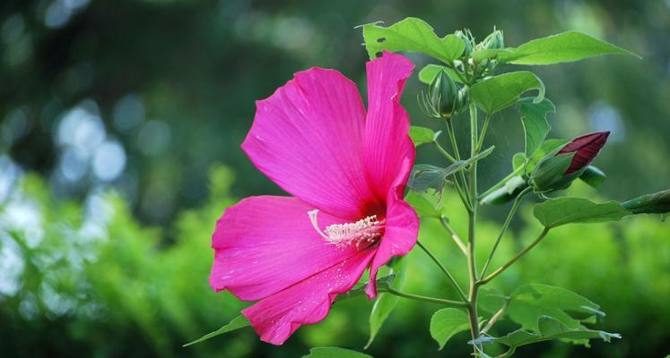 木瑾花（深入探究木瑾花的象征意义）