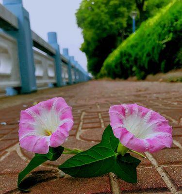 白色牵牛花的花语与美丽传说（揭开白色牵牛花的神秘面纱）