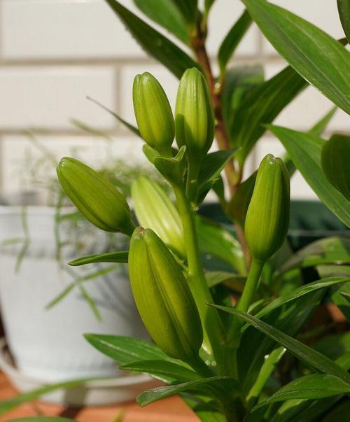 百合花养护指南（百合花的养殖技巧及注意事项）