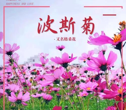 以波斯菊花的寓意为主题的文章（探索花语）