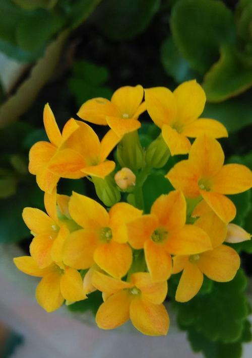 以宫灯长寿花的花语（传递祝福的花朵——以宫灯长寿花）