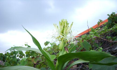 富贵竹的花语（一株富贵竹背后的花语解读与传承）