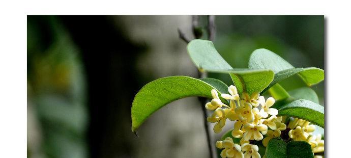 桂花花语的意义与传承（探寻桂花的花语与文化传统）